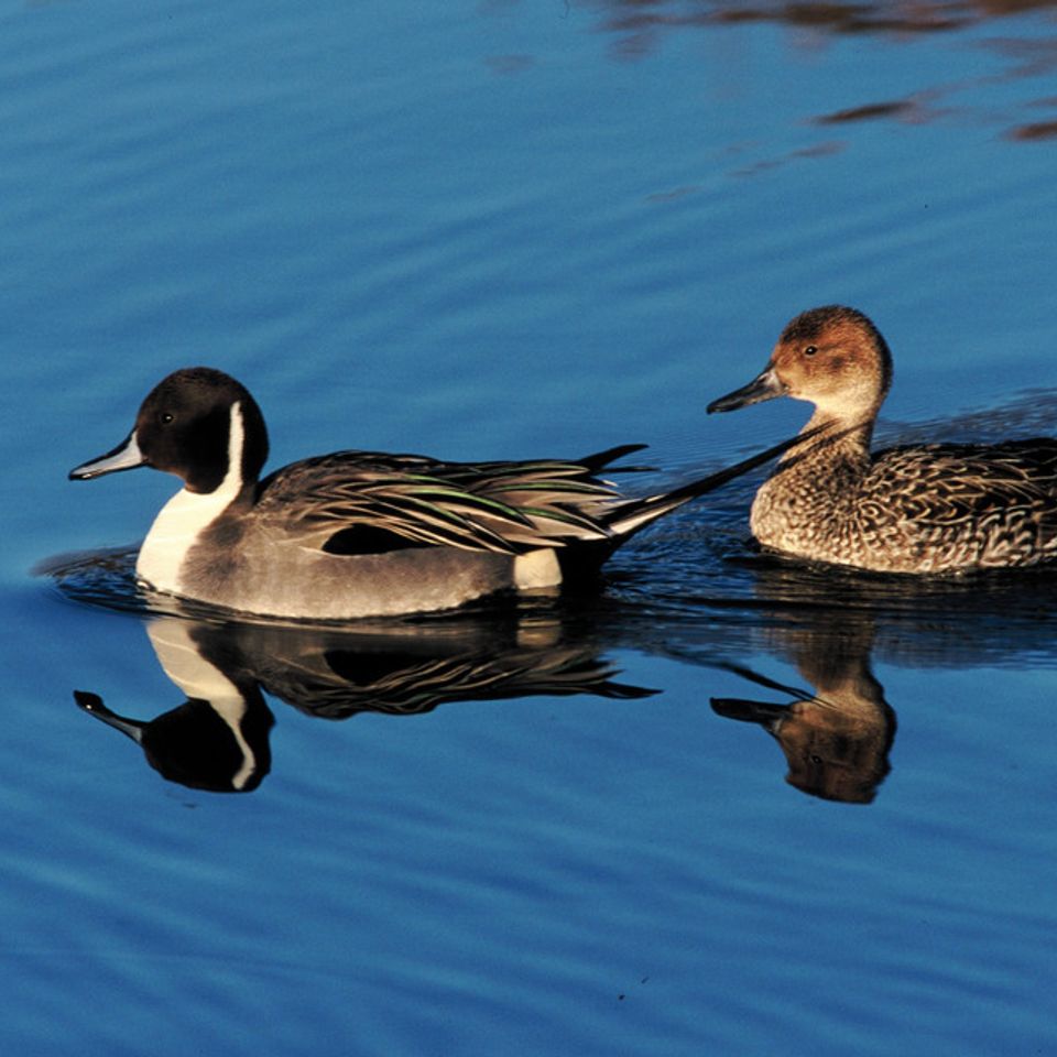 Northern pintails20121130 1865 bg90a8 0