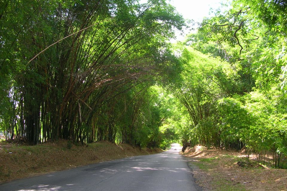 Bamboo alley in st. elizabeth