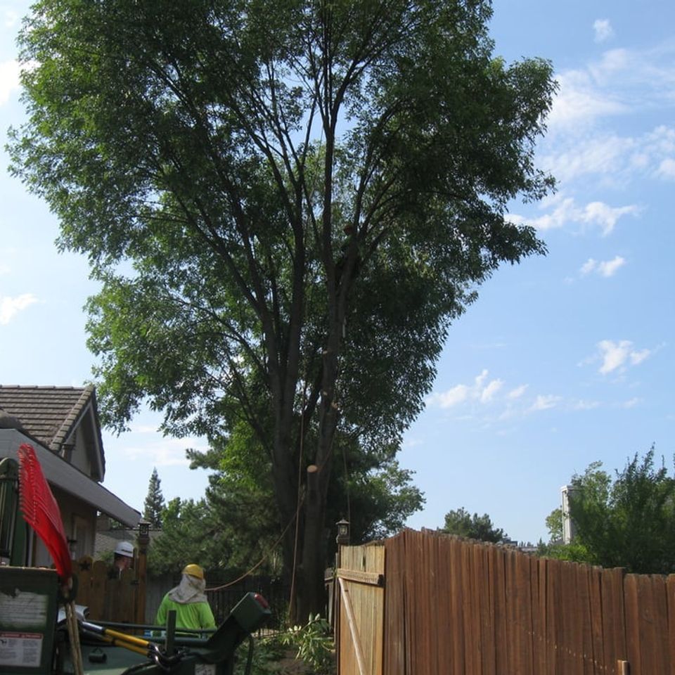 Professional arborist utilizing safety rigging and climbing lines for secure tree maintenance – Bud’s Tri-County Tree Services Inc. – Licensed #785788