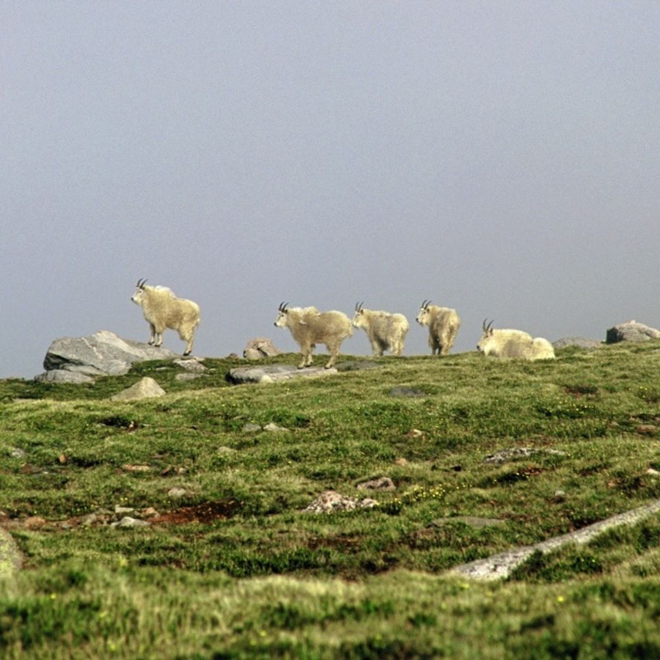 Chuckgraham mountaingoats img05520121203 1864 1nf1e5v 0