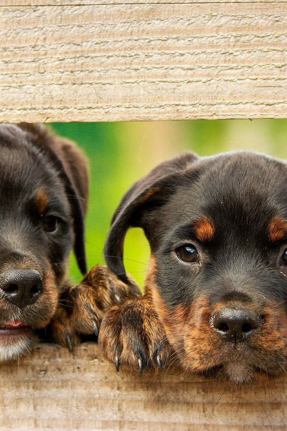Rottweiler puppies