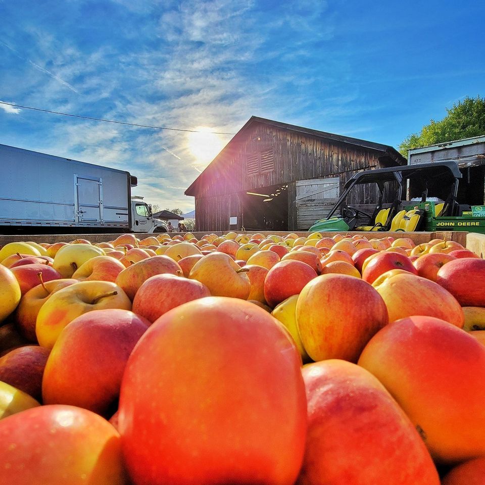 Delmont apple picture photo courtesy of doug dehaven
