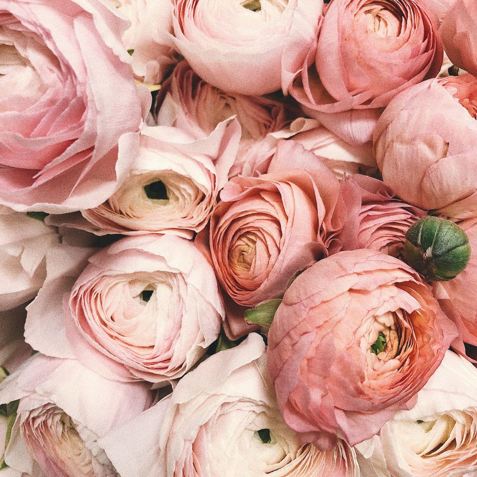 Weddingranunculus