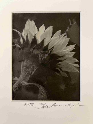 Sunflower head platinum