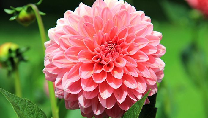 Dahlia