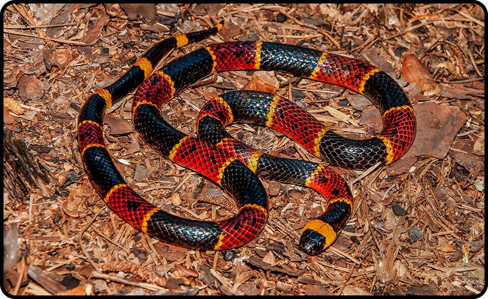 Critter images poisonous