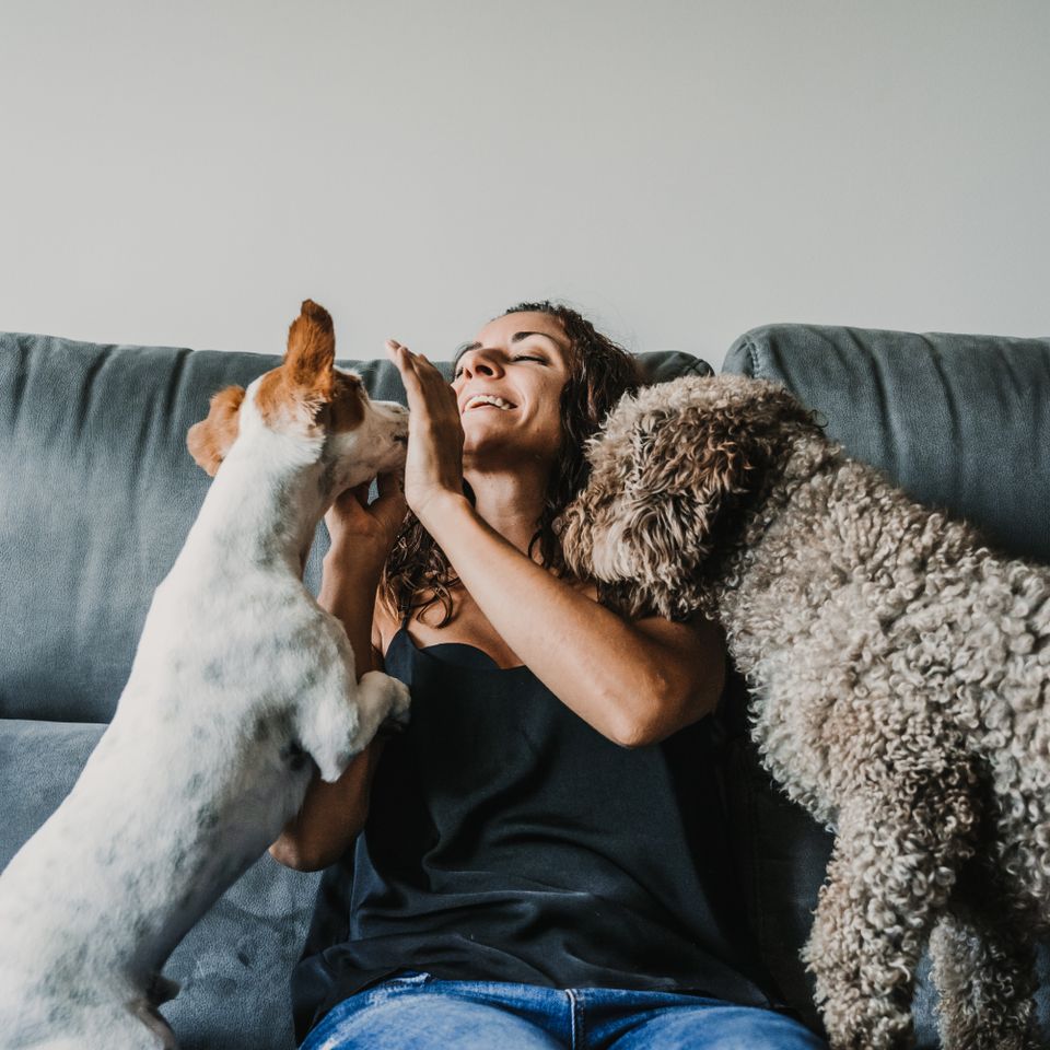 Pet sitting lake havasu