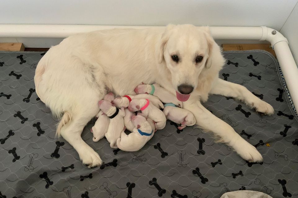 Bel w pups