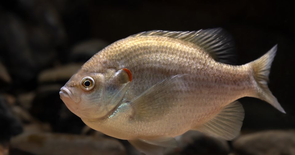 Redear sunfish sam stukel dec 2021 2