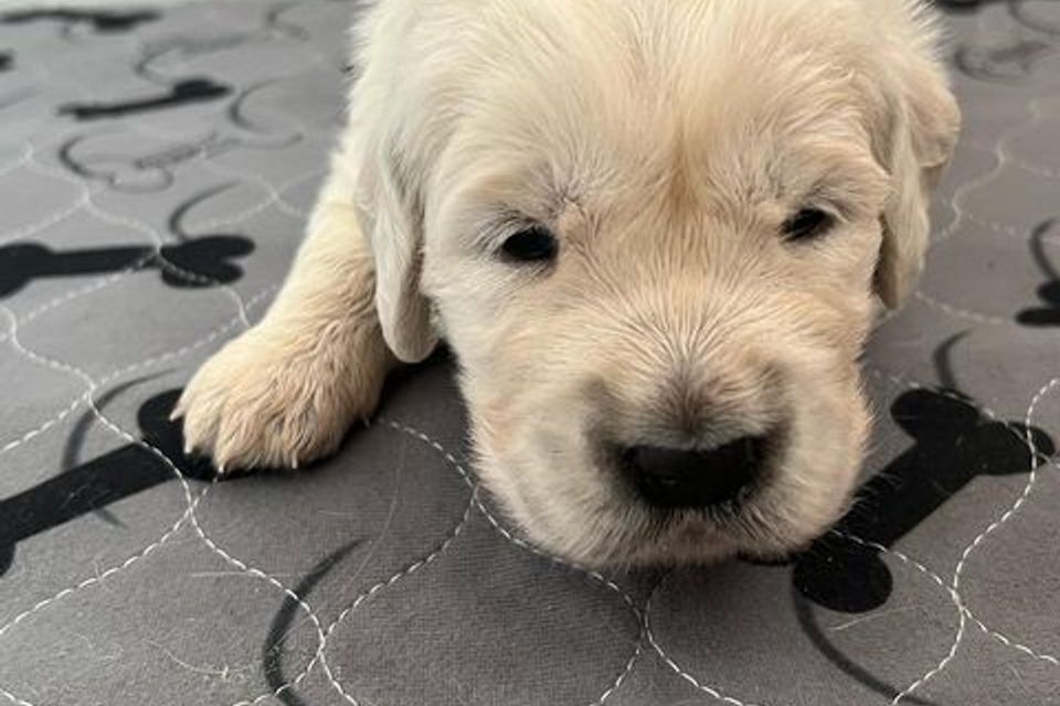Pup10