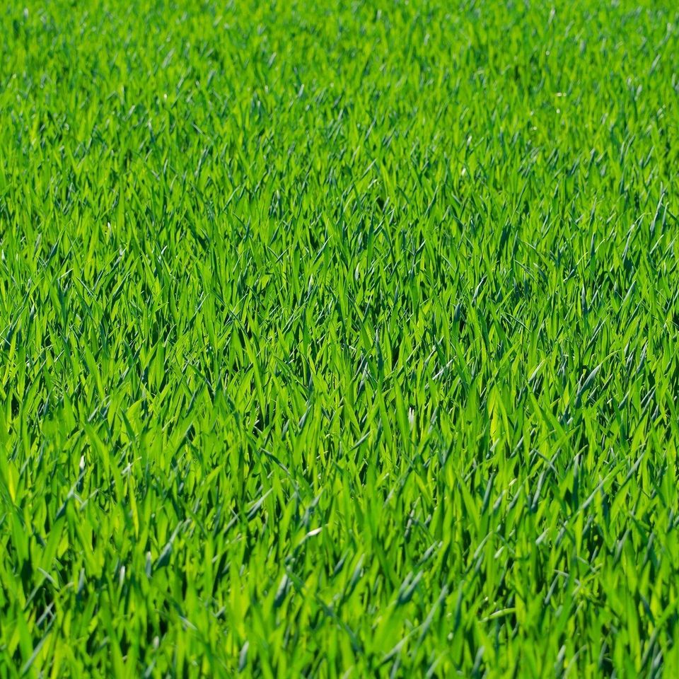 Grass 54e7d04a42 1920