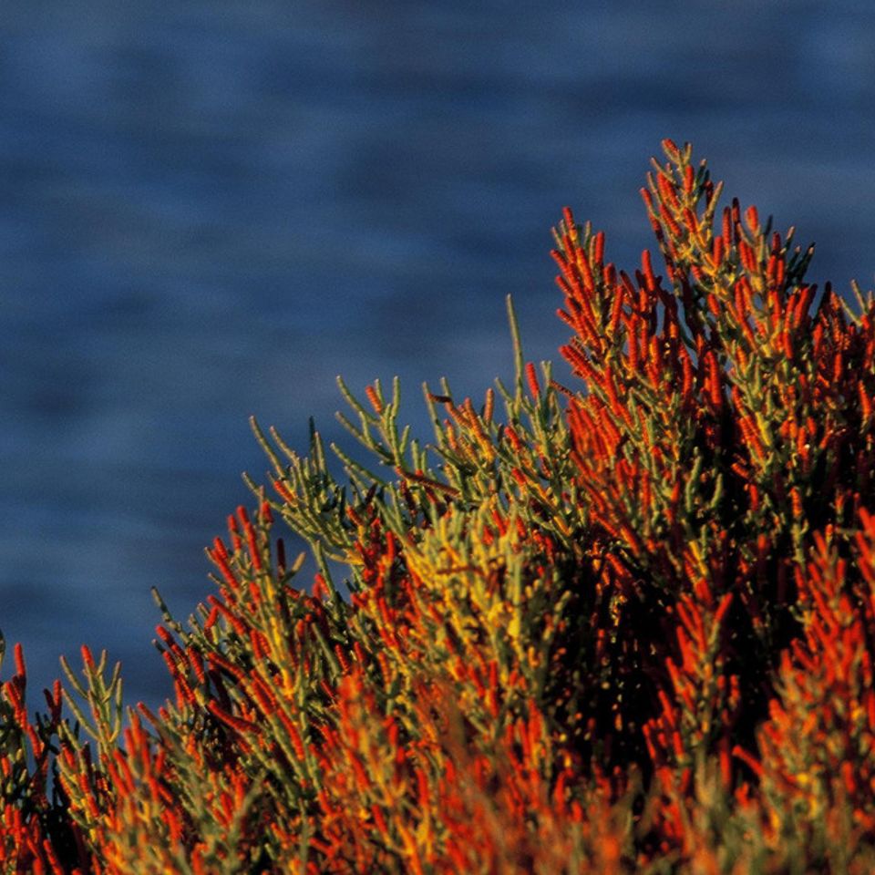 Red and green picklweed20121203 1864 1rrvxtk 0