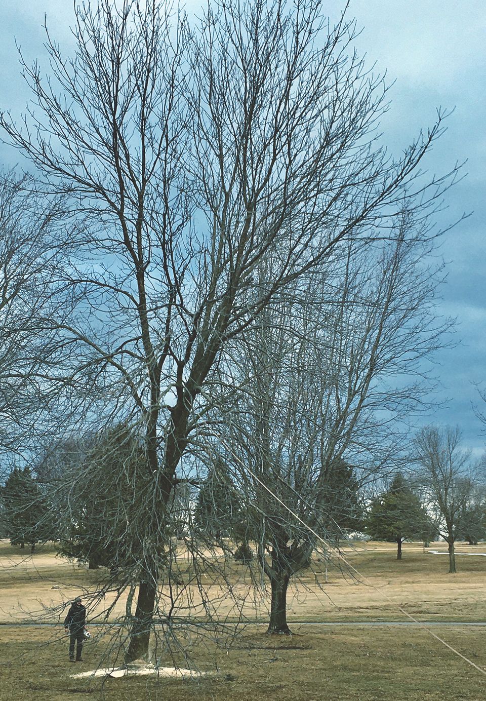 Treecut