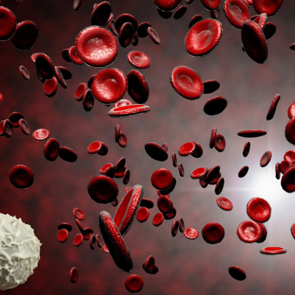 Illustration of red blood cells and a white blood cell representing Immunity antioxidant IV therapy