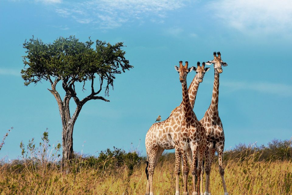 Giraffes gaf67dd6db 1920