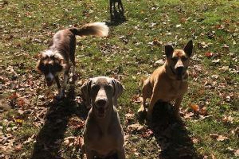 Circleofdogs