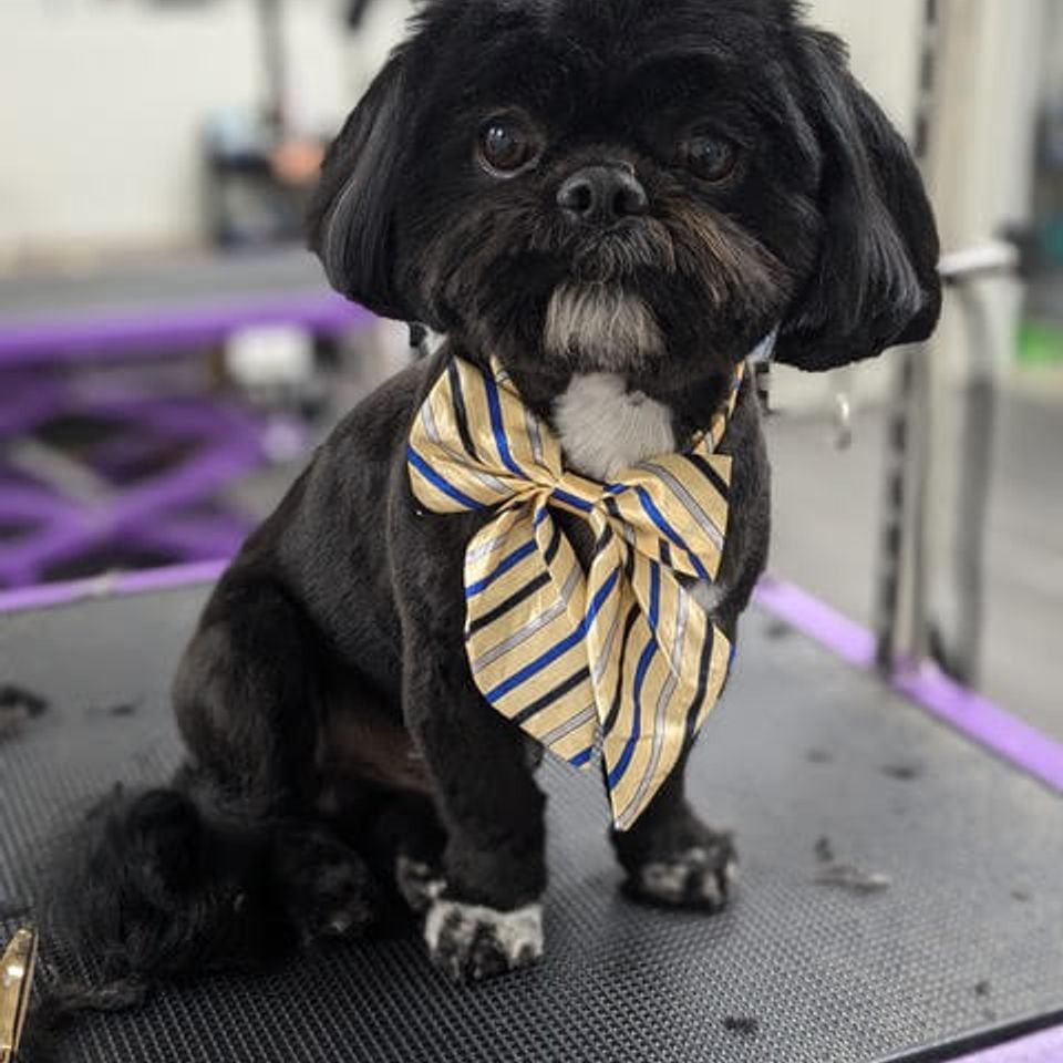 Top dog groomer near spring valley
