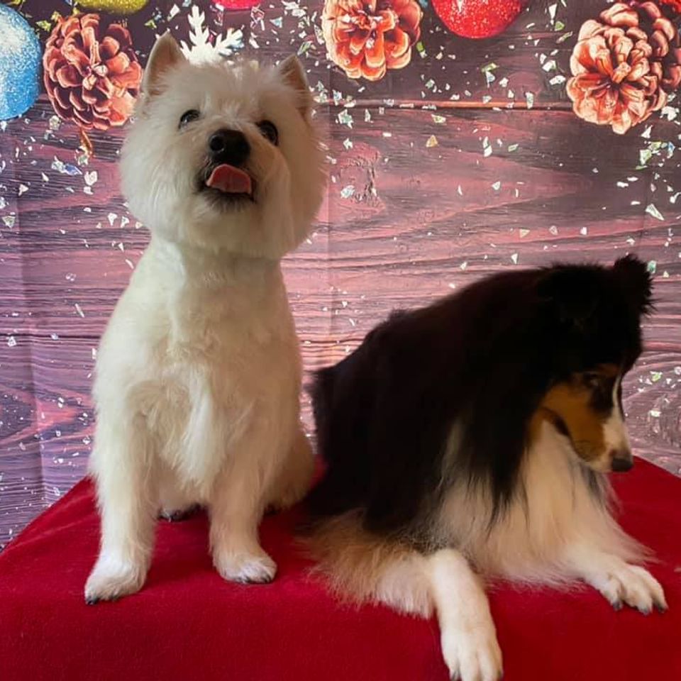 Two dogs get a holiday photo after grooming