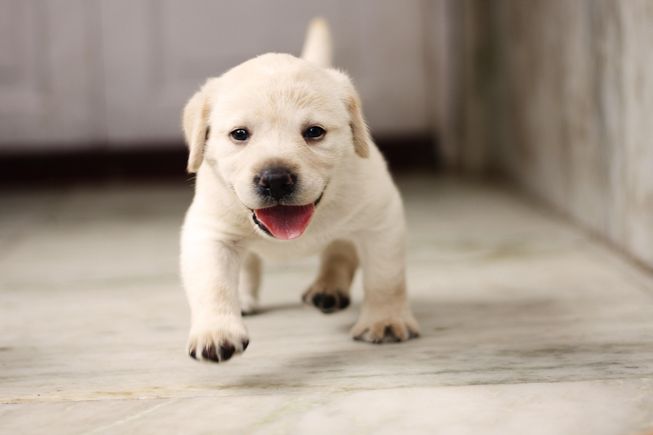 Puppy gdbbb071b5 1920