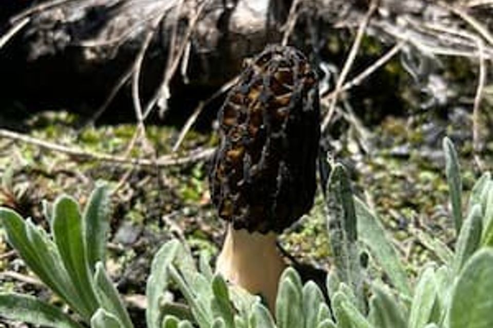 A morel mushroom in the wild 