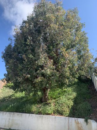 Jctreecare3