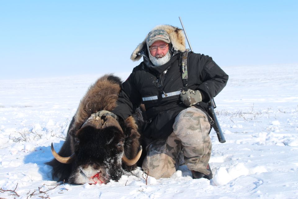 Jays muskox