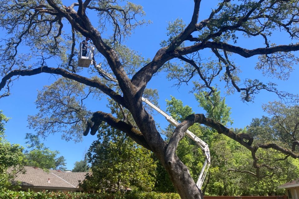 Tree removal near Whitney Oaks, Rocklin CA