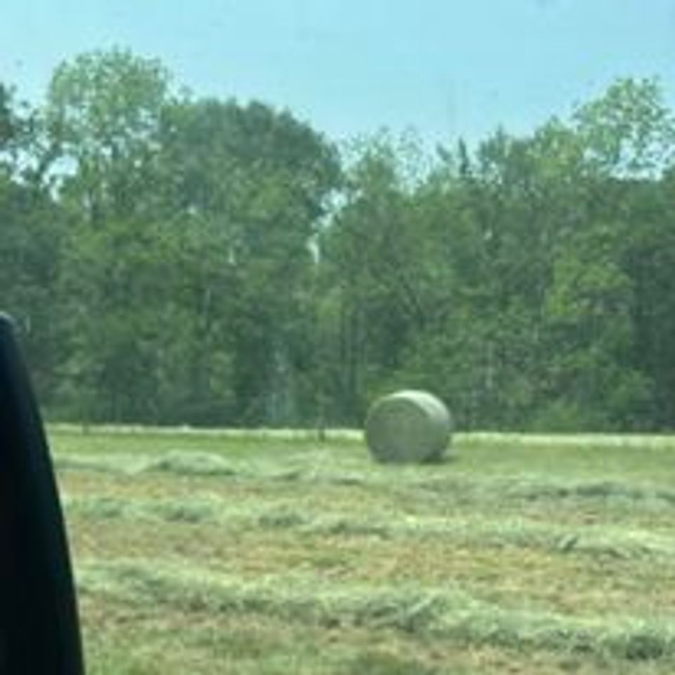 Hay
