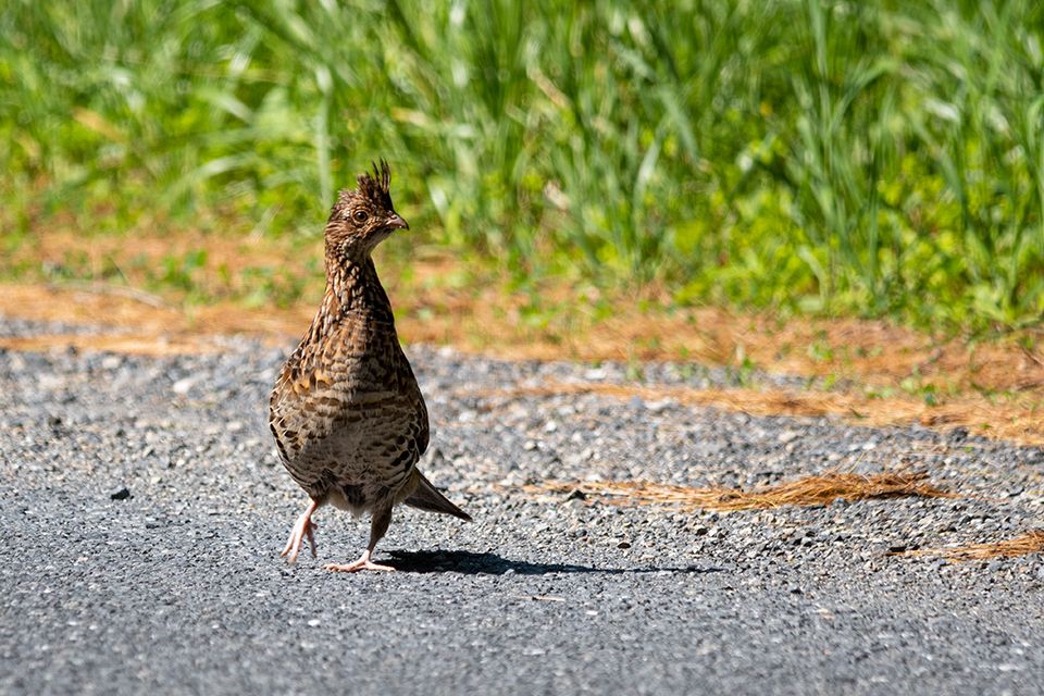 A ruffed grouse puts on a roadside display.