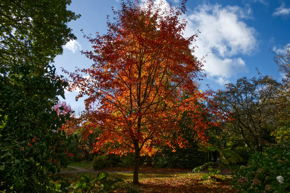 West Hartford Trees Are Beautiful