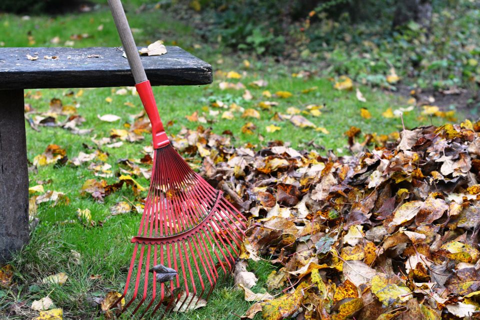 yard cleanup