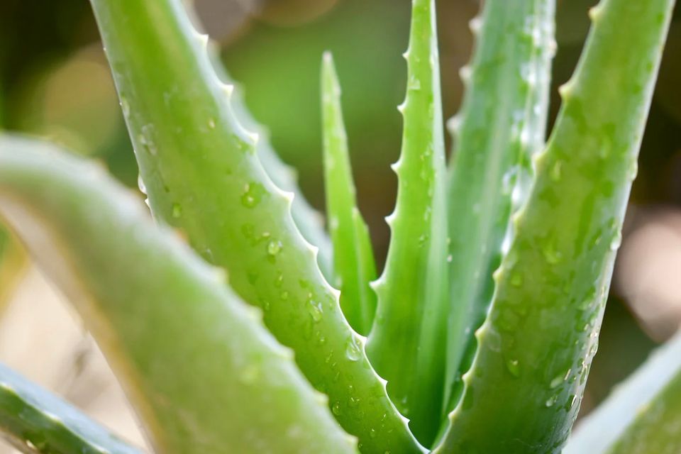 Aloe vera   what is it and why we love to use it