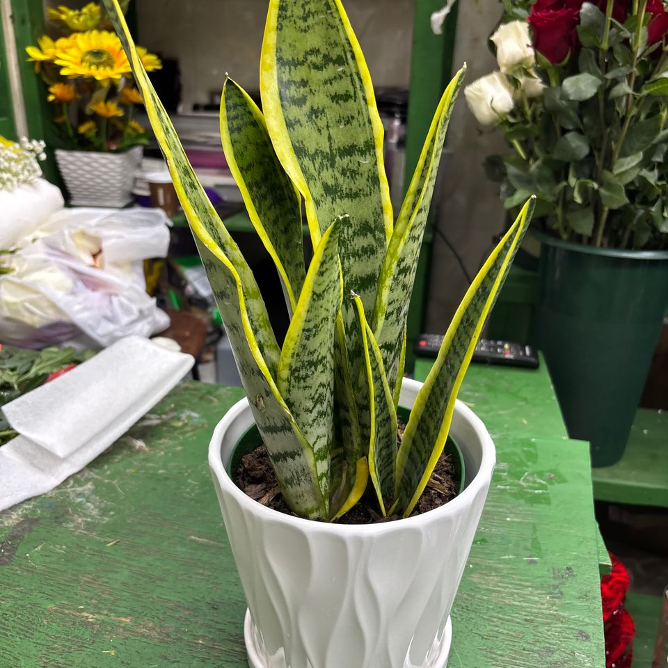 79832136421  8438a7c6 928f 497a b347 37dc00e0c722