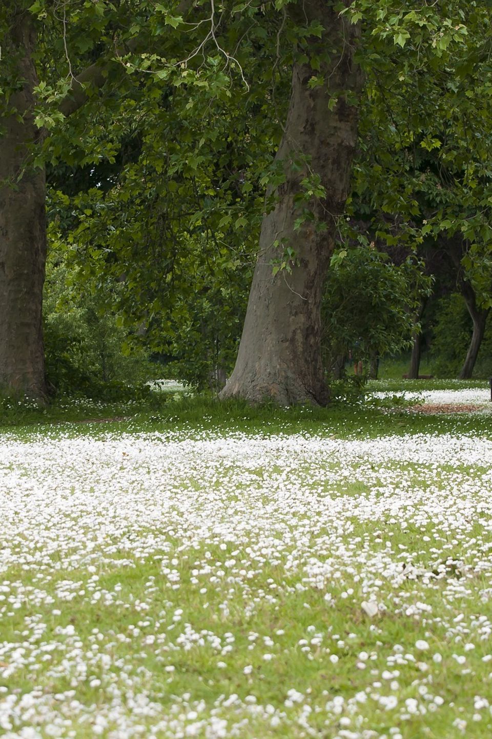 Field of Flowers