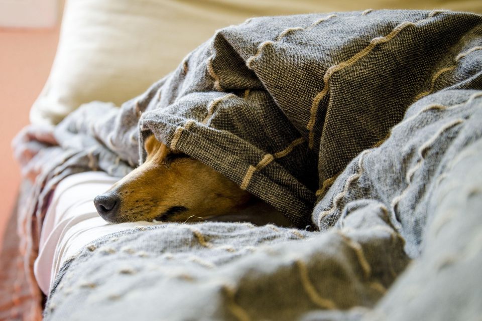 Sleepy dog hidden under his blanket 