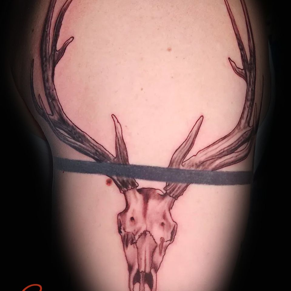 Spence deer skull copy