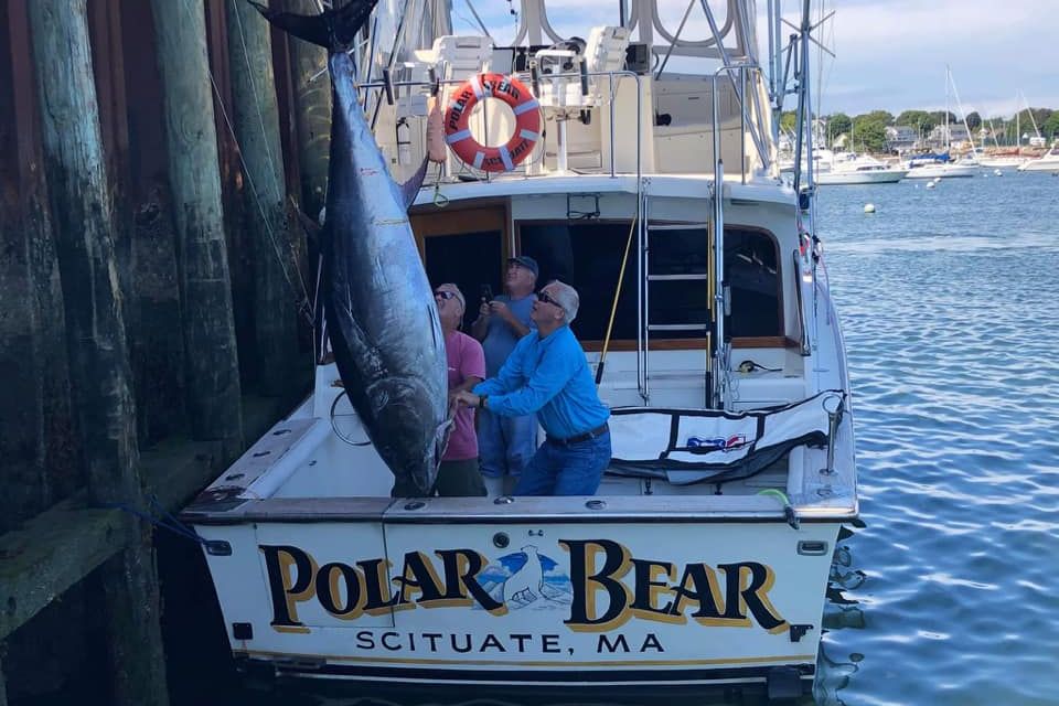 Polarbear 500lb tuna being lifted off boat at pier