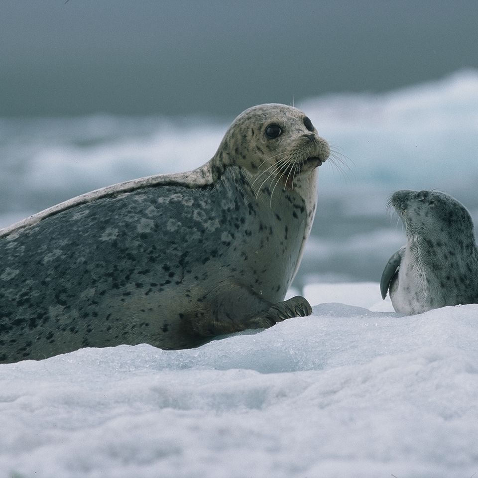 Chuckgraham harborseals wrangellsteliasnp img01120150915 30641 1iorh01