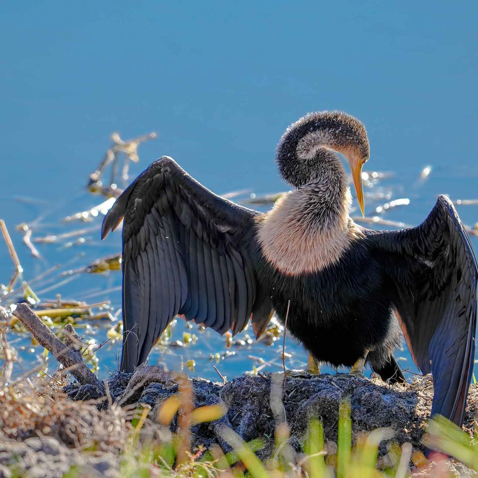 Bird fluffing keep