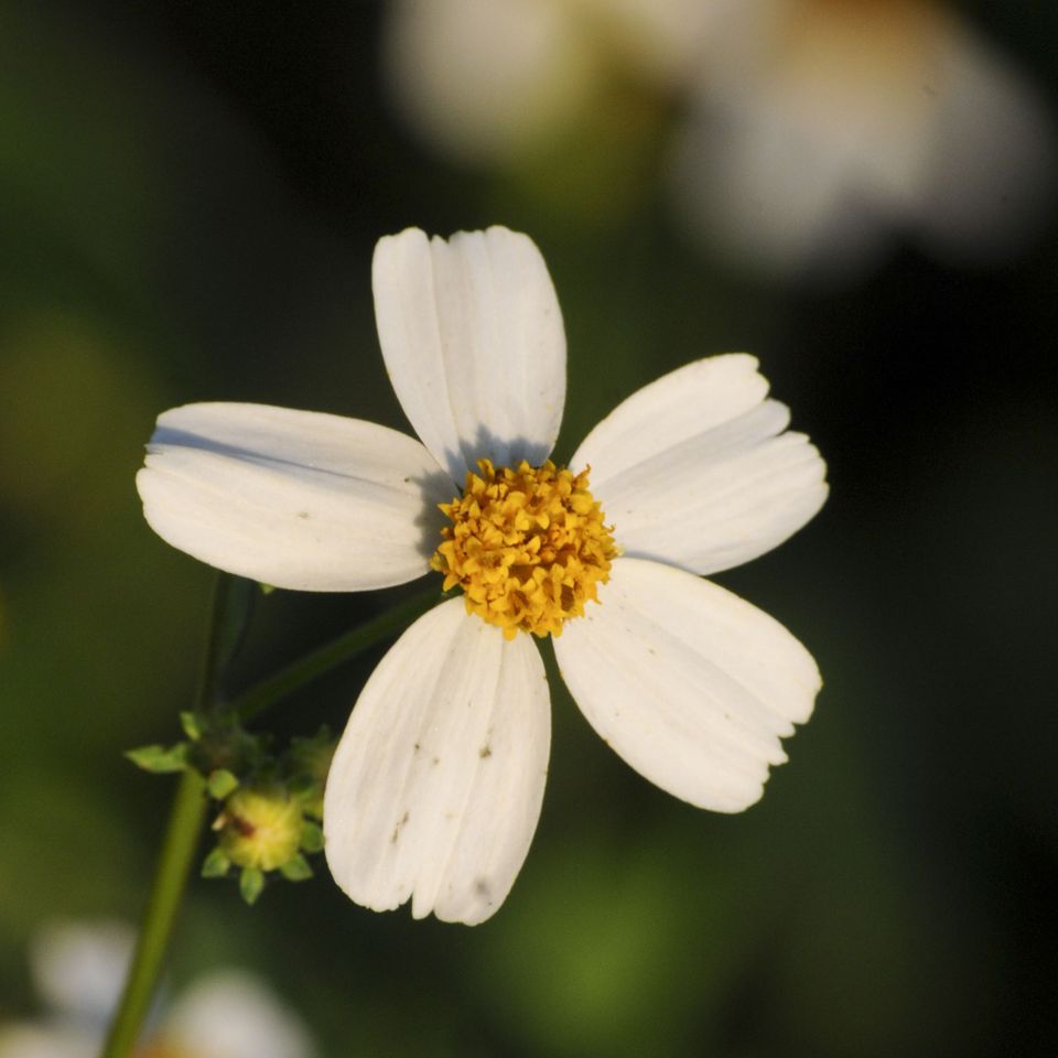 Rc flo diasy wildflower 1