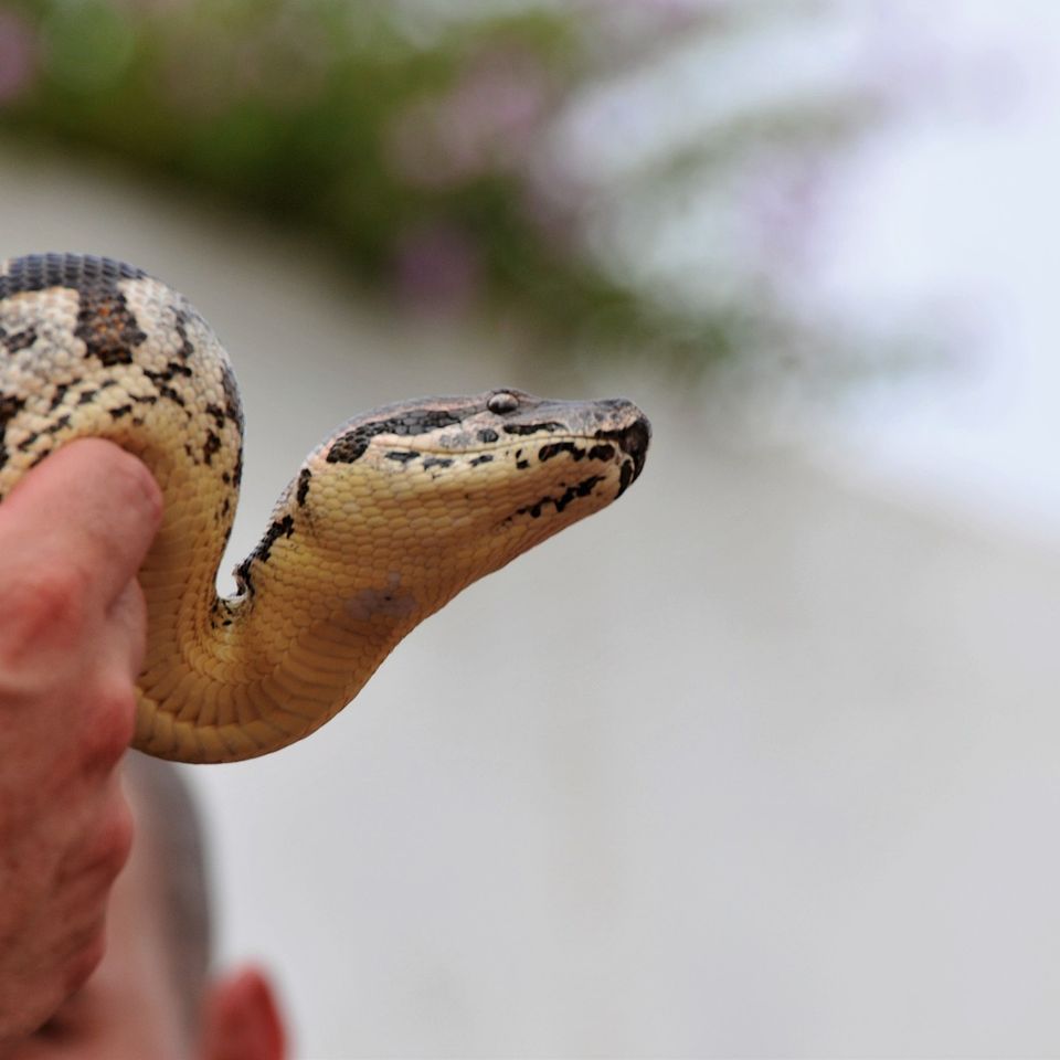 Mobile Petting Zoo snakes