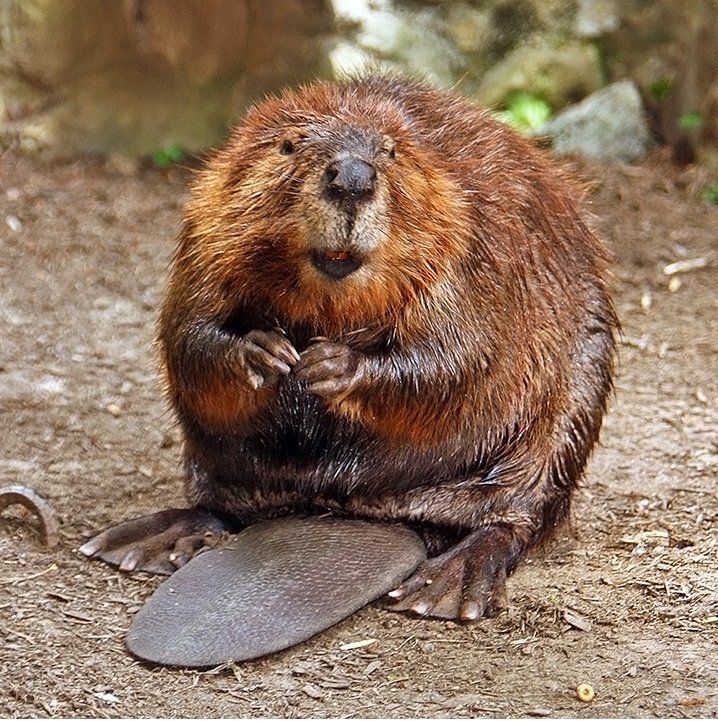 American beaver20170211 15427 1qfpvfe