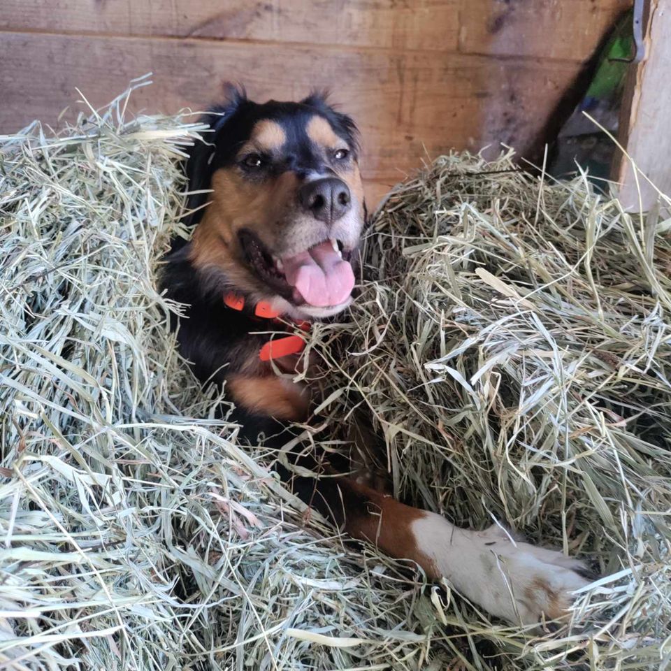 Received 3932967673601542