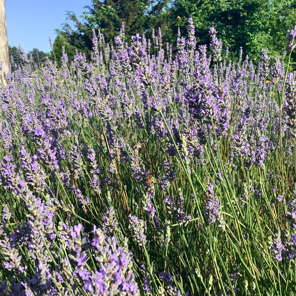 Lavender on the Esh farm Green Forest Soaps & Salves, Paradise, PA