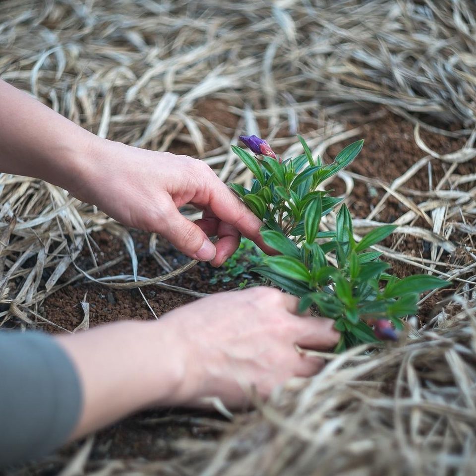 Gardening g39f67c176 1920