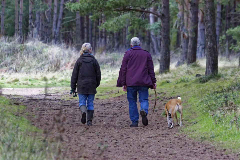 Dog walking g353149c91 1920