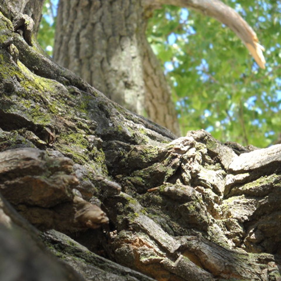 Log