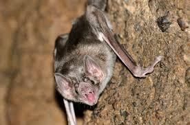 Bat220170212 781 1qqo1vc